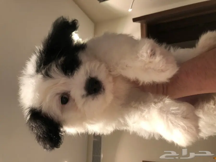 كلب مالتيز - Maltese Dog (image 4)