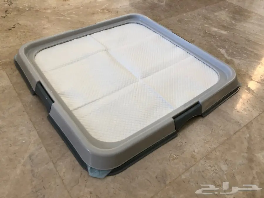 كلب مالتيز - Maltese Dog (image 5)