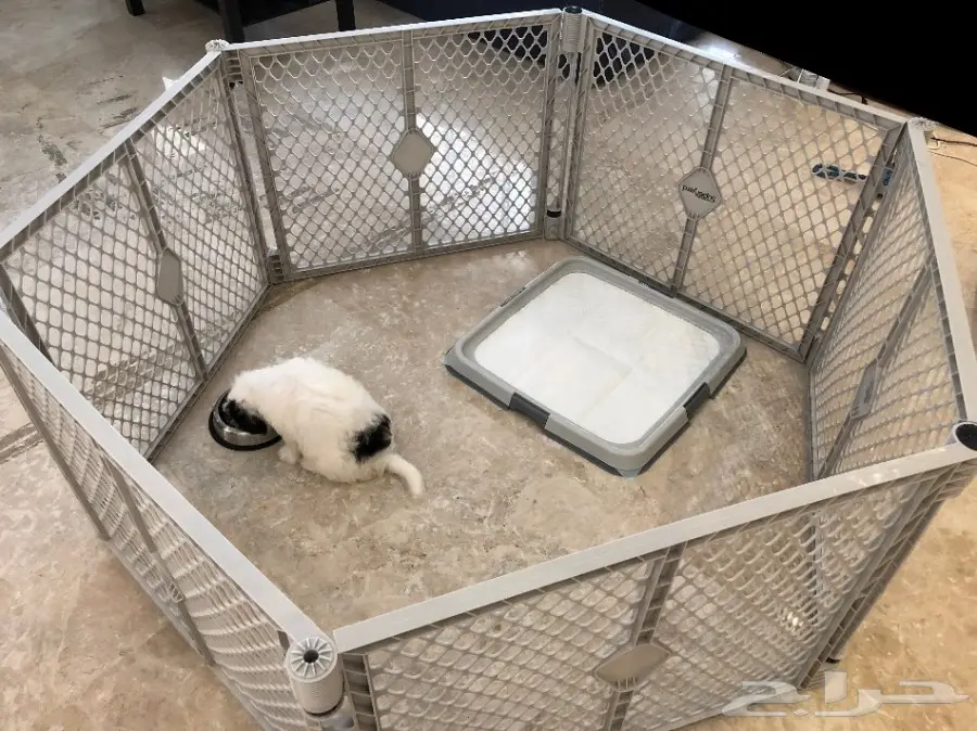 كلب مالتيز - Maltese Dog (image 7)