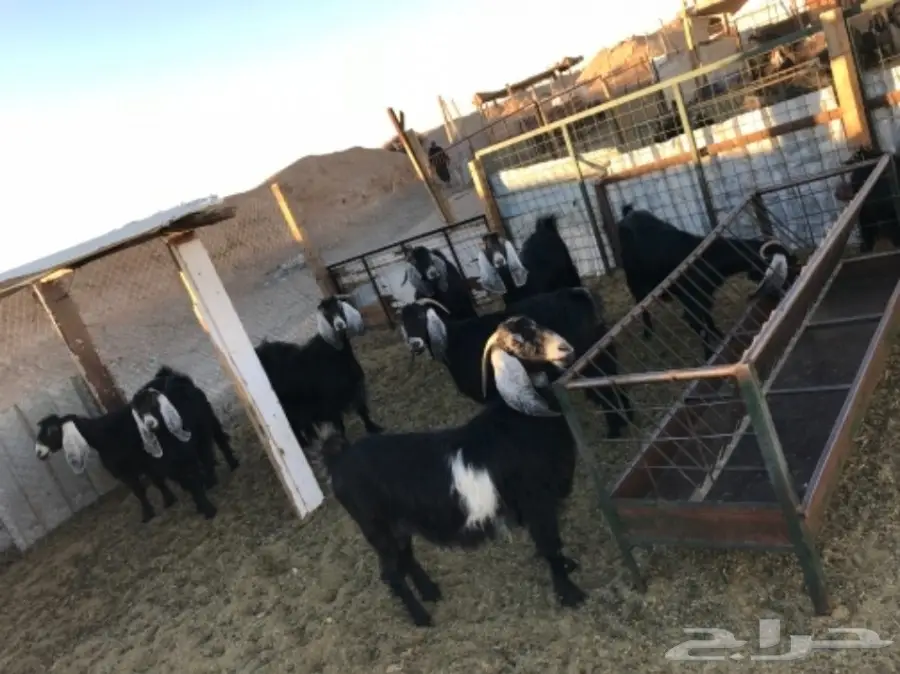 للبيع: 9 أجرد (عوراض) - خروف ممتاز (image 5)