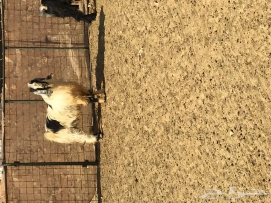 عدد 2 تيوس فحول 