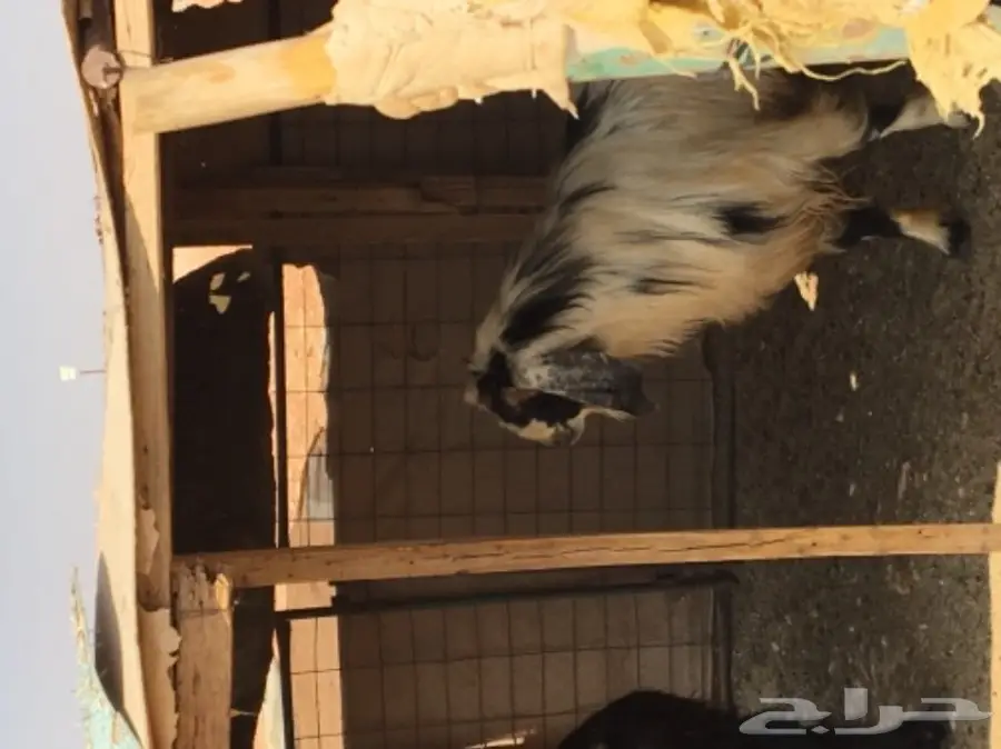 عدد 2 تيوس فحول  (image 1)