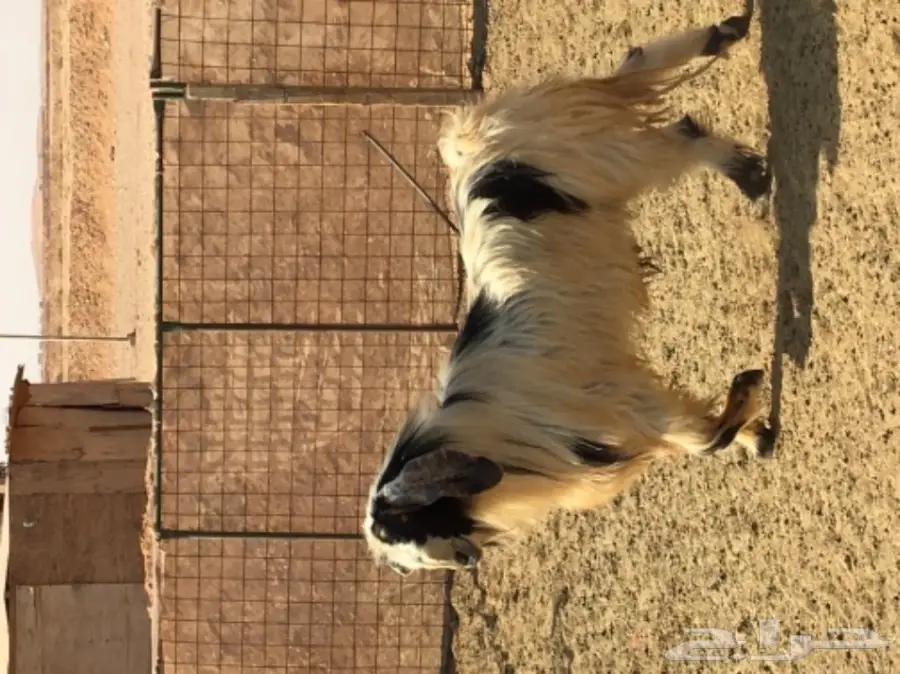 عدد 2 تيوس فحول  (image 2)