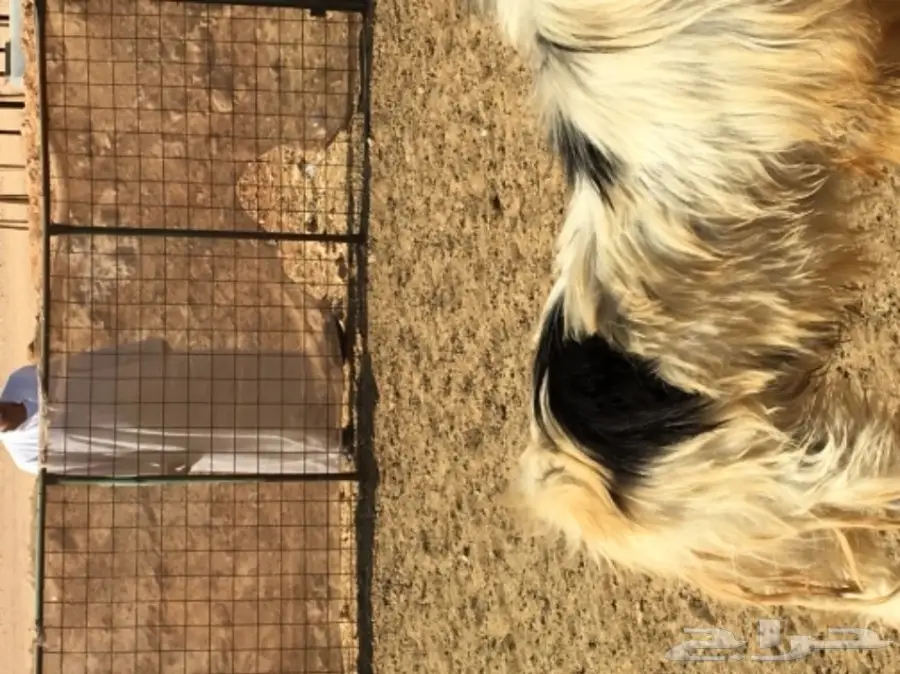 عدد 2 تيوس فحول  (image 3)