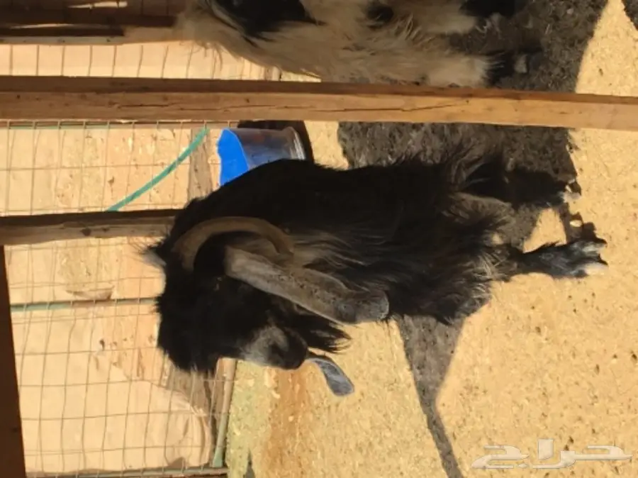 عدد 2 تيوس فحول  (image 4)