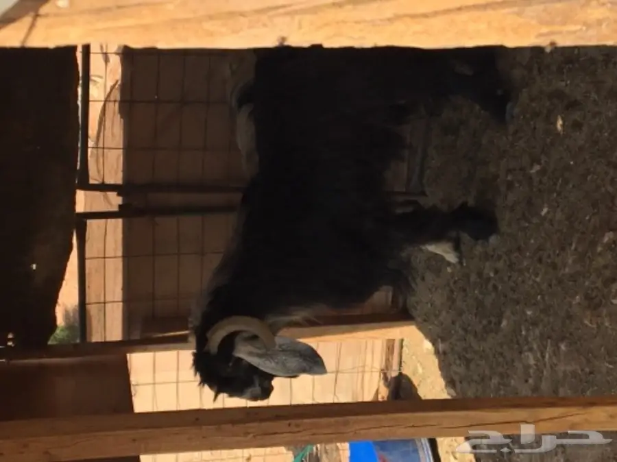 عدد 2 تيوس فحول  (image 5)