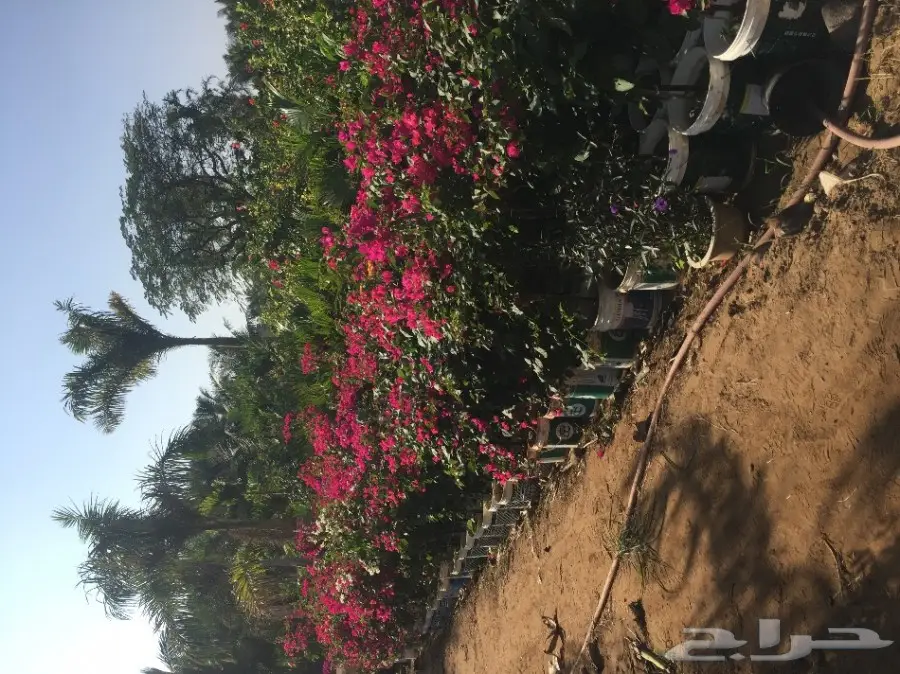 شتلات زراعية ونباتات زينة ونجيلة طبيعية للبيع (image 3)