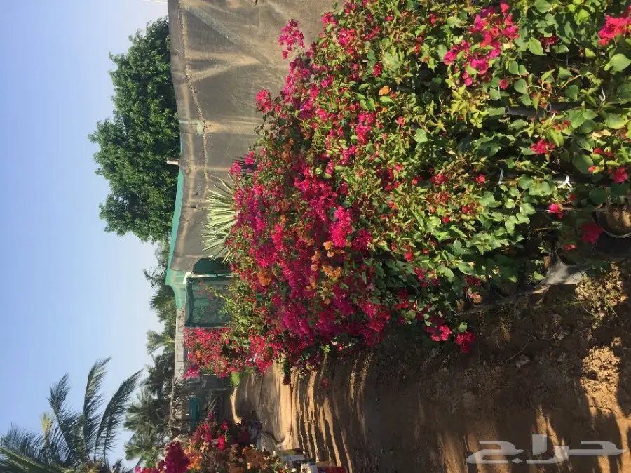 شتلات زراعية ونباتات زينة ونجيلة طبيعية للبيع (image 4)