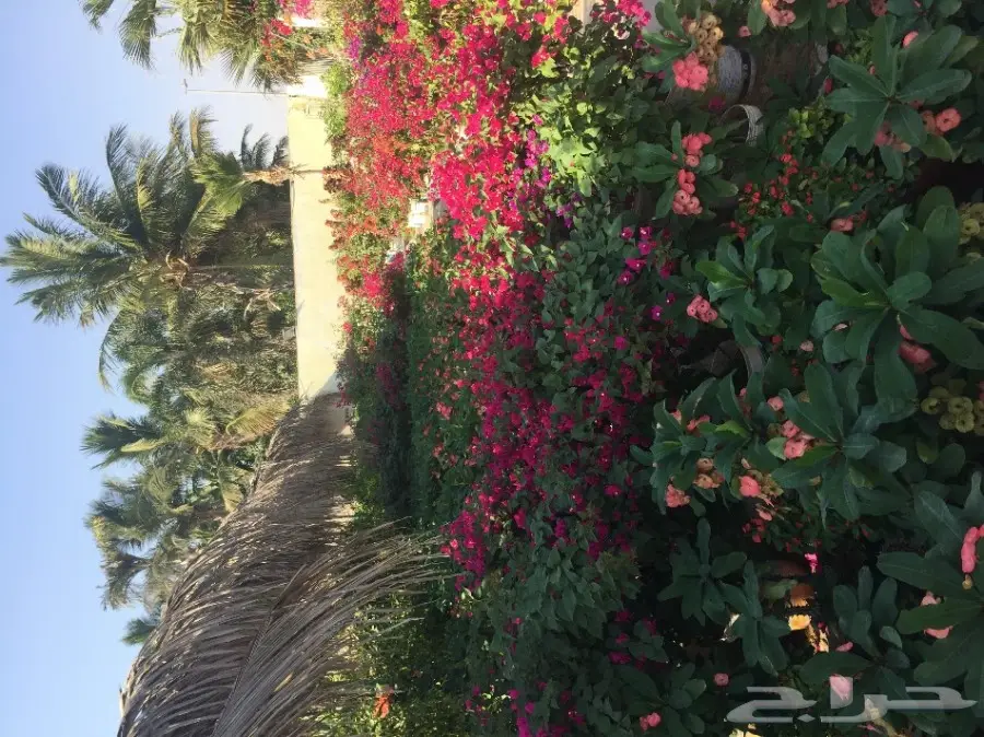 شتلات زراعية ونباتات زينة ونجيلة طبيعية للبيع (image 6)