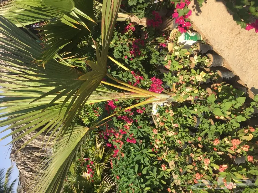 شتلات زراعية ونباتات زينة ونجيلة طبيعية للبيع (image 7)