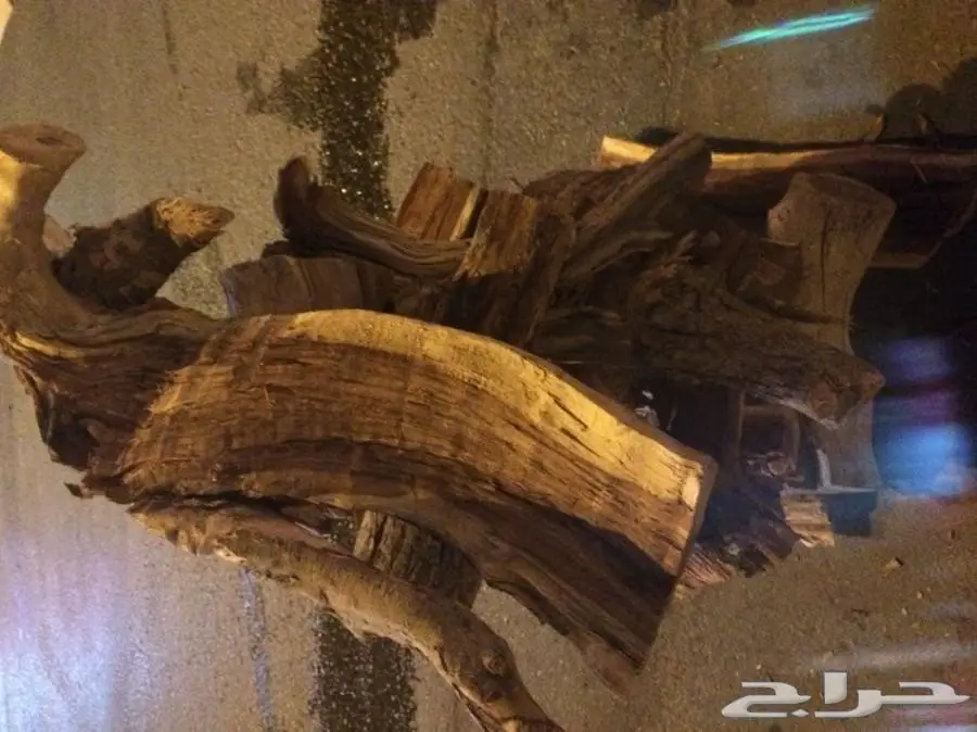 ح ط ب سمر المدينه  (image 7)