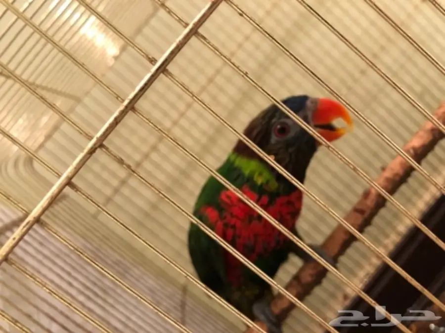 ببغاء لوركيت للبيع
