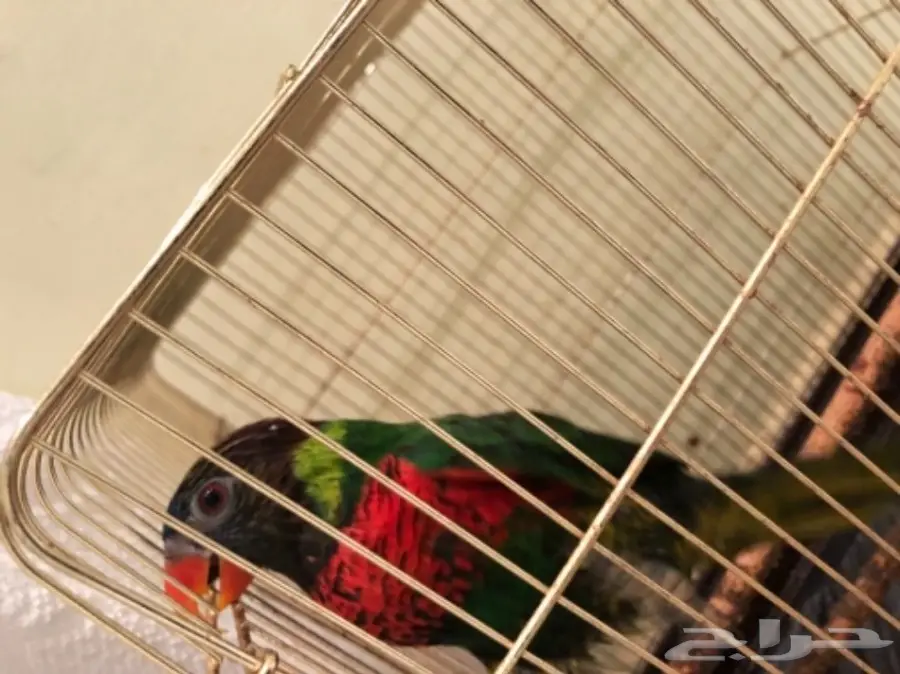 ببغاء لوركيت للبيع (image 1)