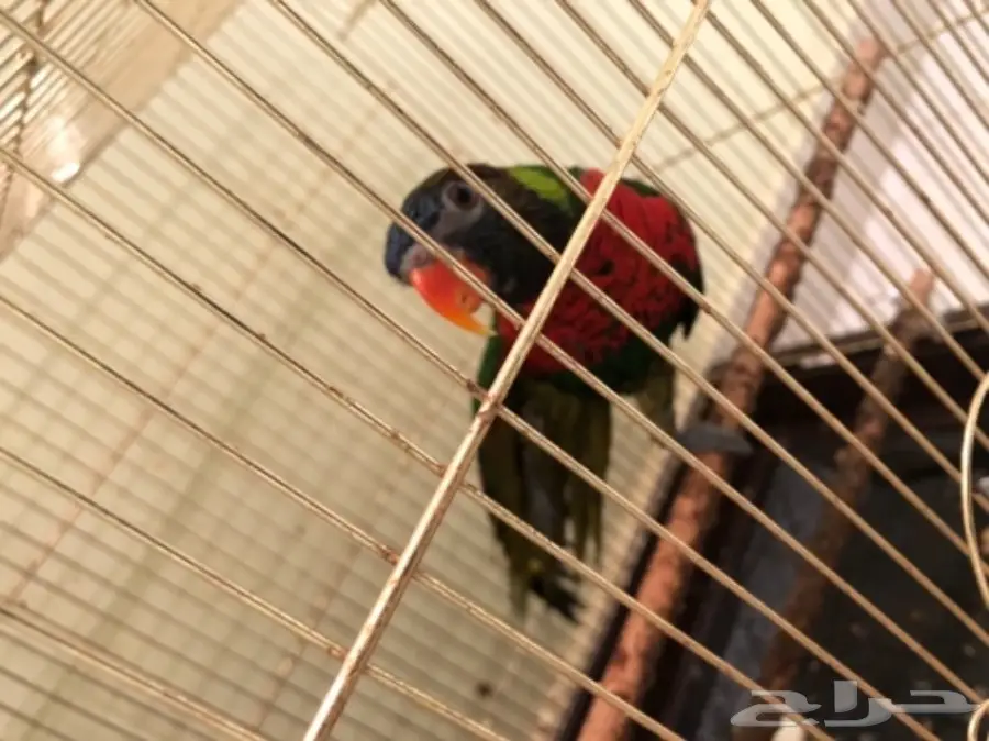 ببغاء لوركيت للبيع (image 2)