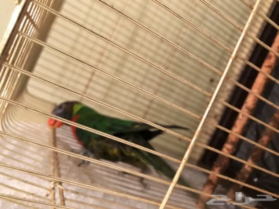ببغاء لوركيت للبيع (image 3)