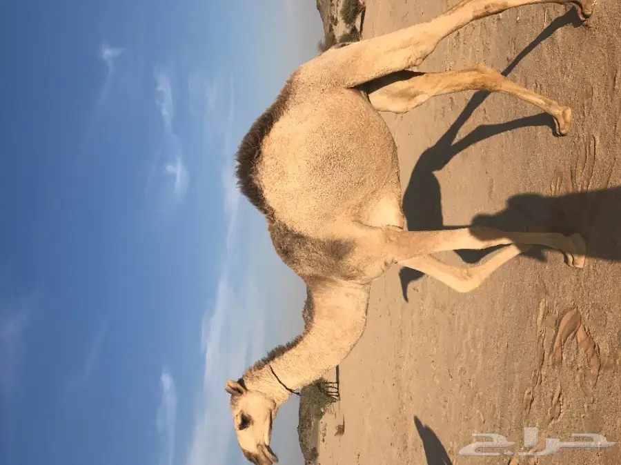 بكرة شقحا مزاين (image 3)