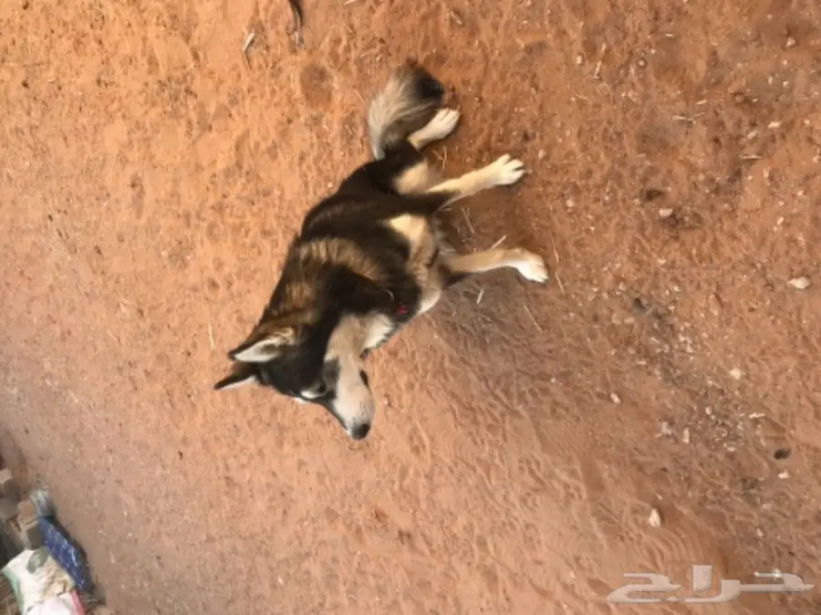 انثى هاسكي اليفه 