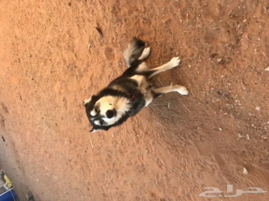 انثى هاسكي اليفه  (image 1)