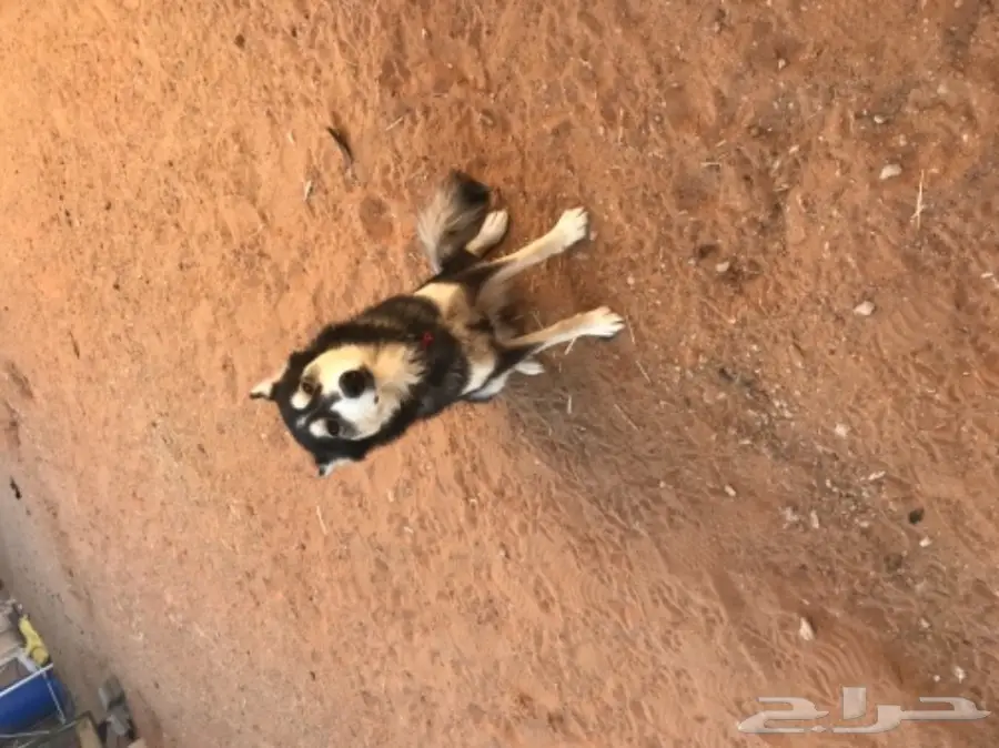 انثى هاسكي اليفه  (image 2)