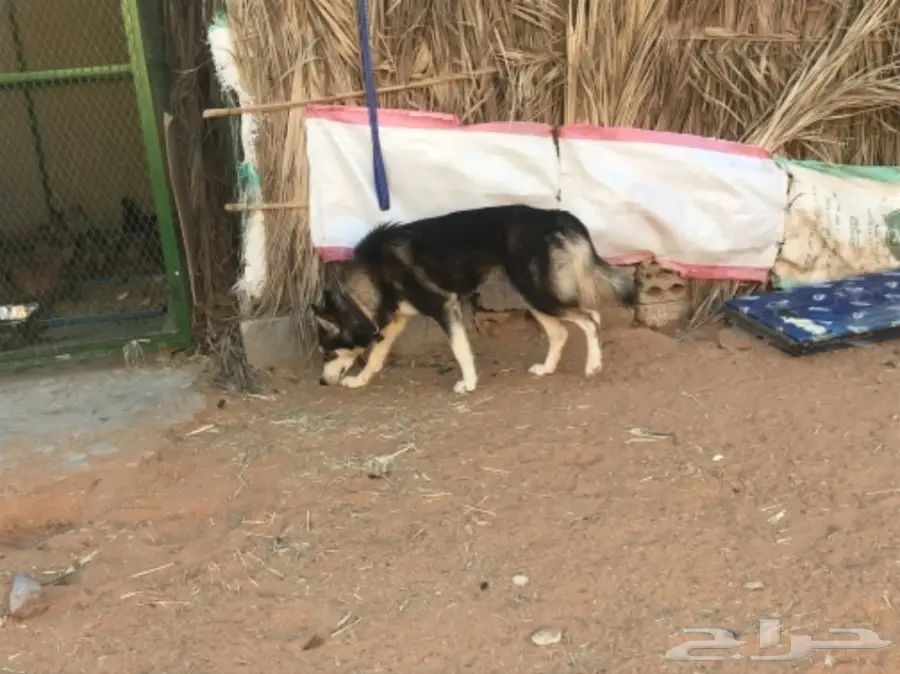 انثى هاسكي اليفه  (image 3)