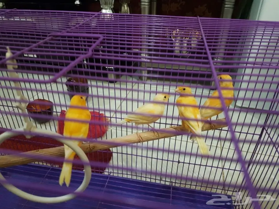  كناري للبيع 