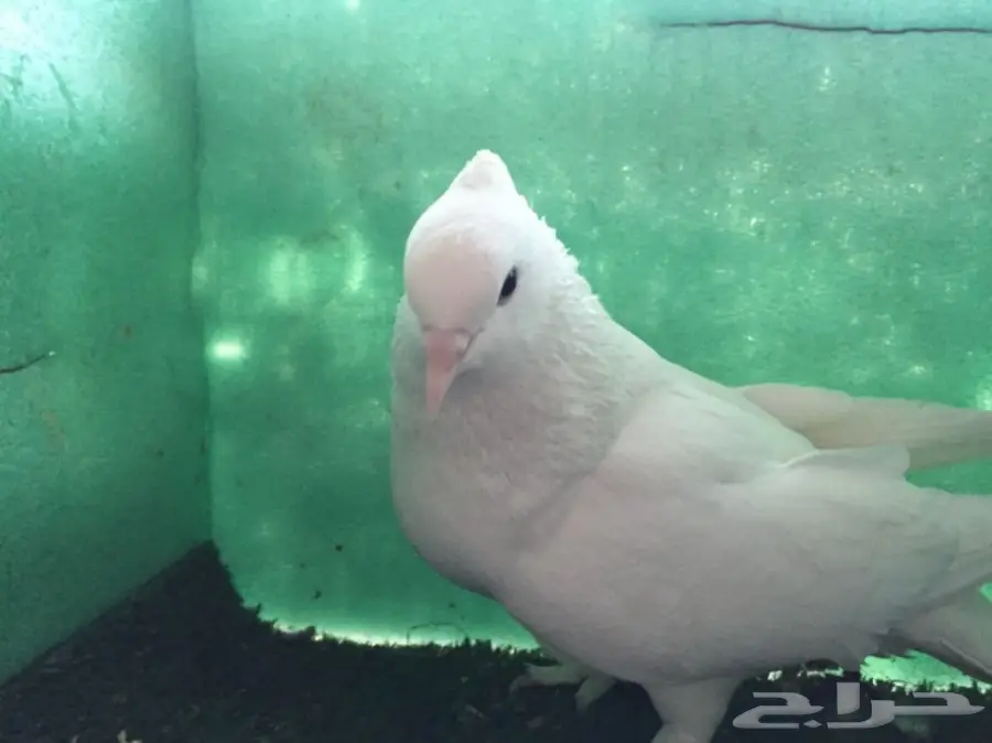 حمام ايراني 