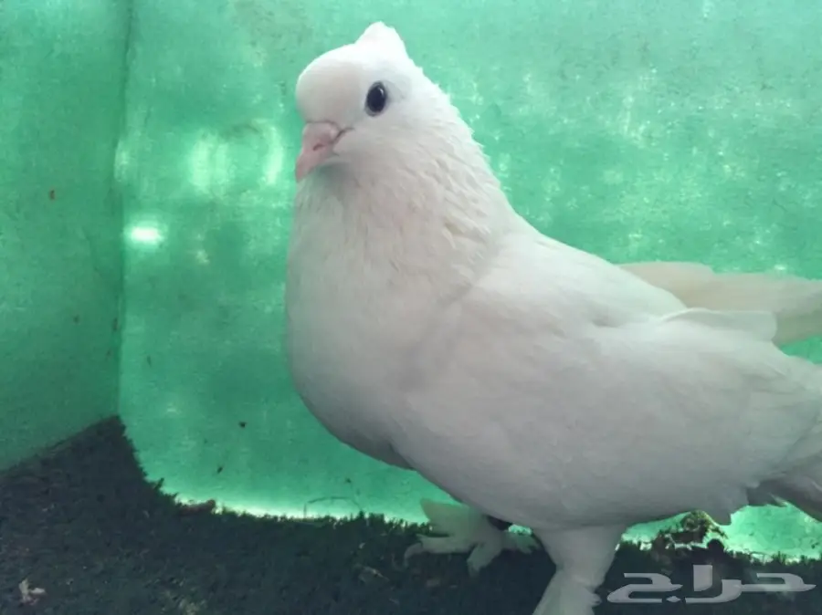 حمام ايراني  (image 1)