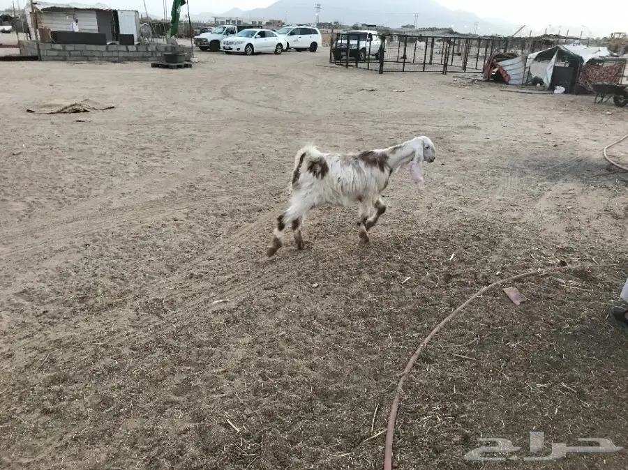 جفره سمين وطيبه 