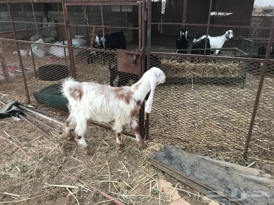 جفره سمين وطيبه  (image 3)