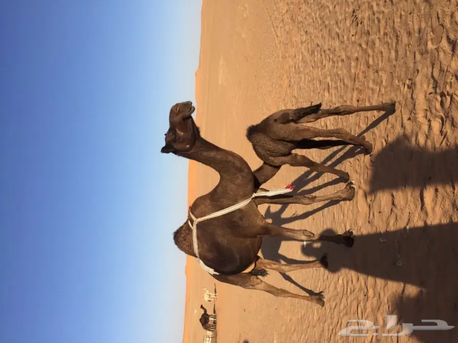 خلفه مجهم هديه ونظره وجرمها طيب  (image 1)