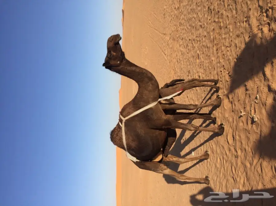 خلفه مجهم هديه ونظره وجرمها طيب  (image 2)