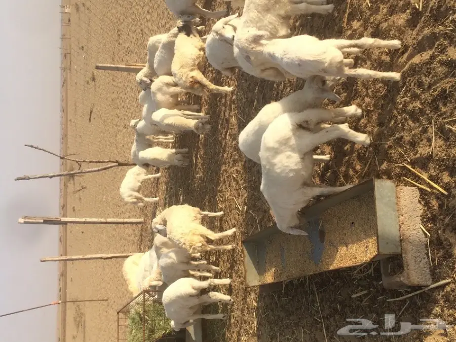 بهم تربيه لبيع والحد 270 (image 4)