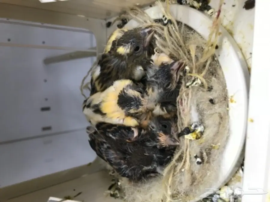 9 اجواز كناري سوري بفروخها