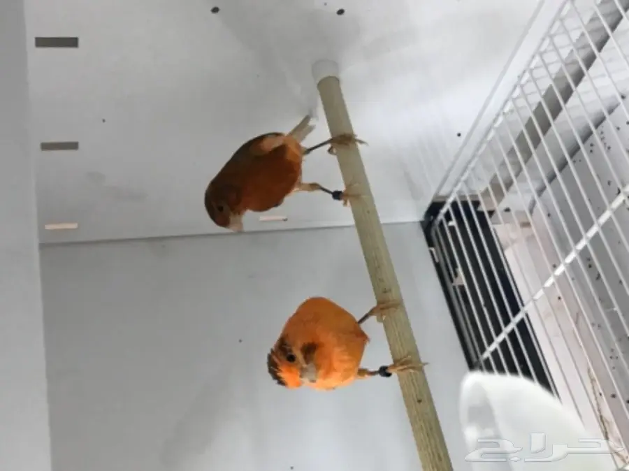 9 اجواز كناري سوري بفروخها (image 1)