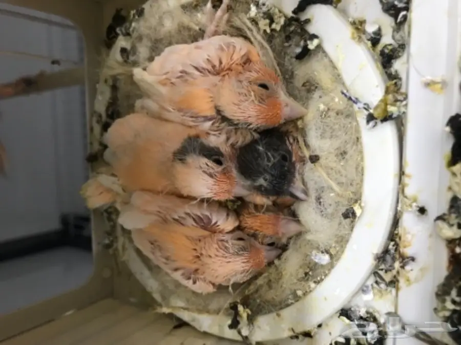 9 اجواز كناري سوري بفروخها (image 2)