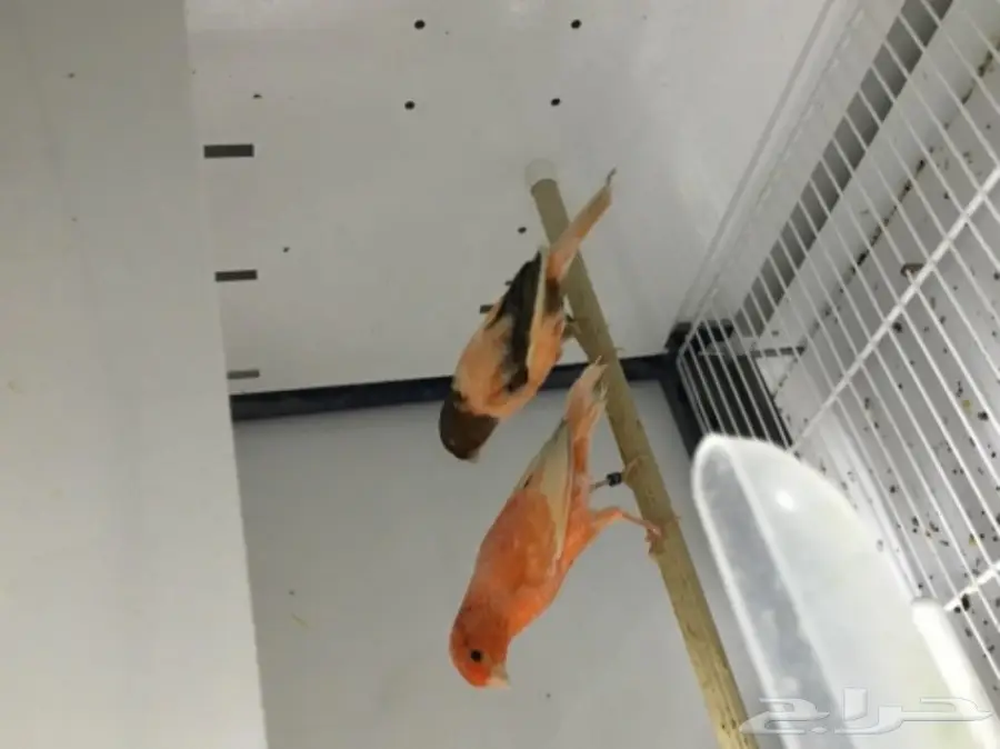 9 اجواز كناري سوري بفروخها (image 3)