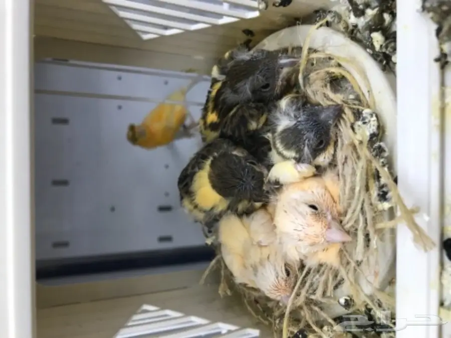 9 اجواز كناري سوري بفروخها (image 4)