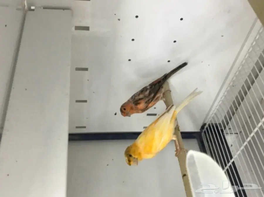 9 اجواز كناري سوري بفروخها (image 5)