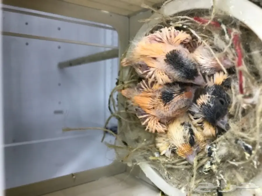 9 اجواز كناري سوري بفروخها (image 6)