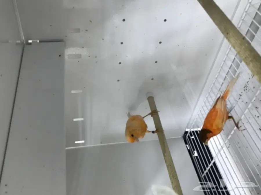 9 اجواز كناري سوري بفروخها (image 7)