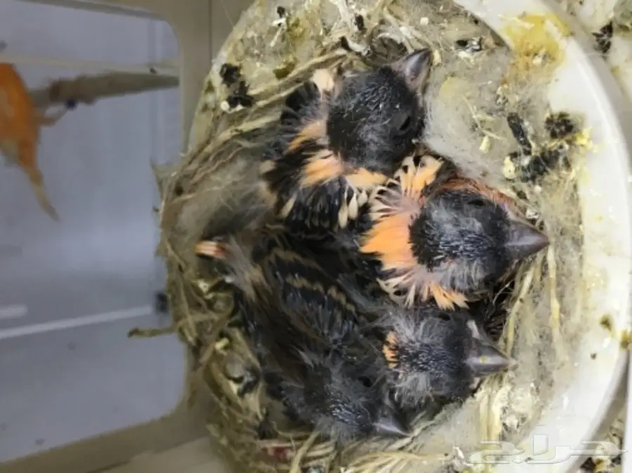 9 اجواز كناري سوري بفروخها (image 8)