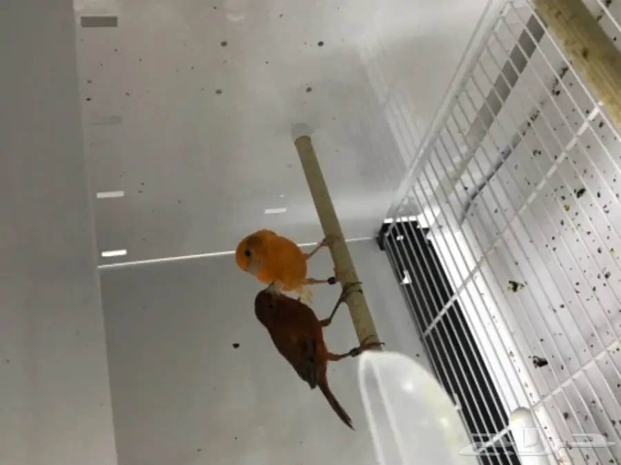 9 اجواز كناري سوري بفروخها (image 9)