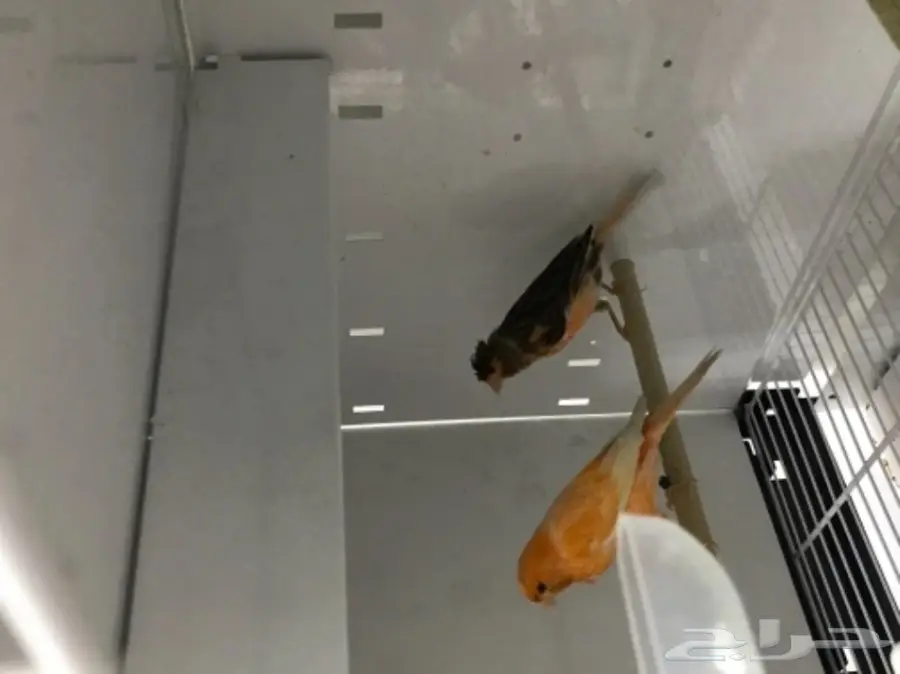 9 اجواز كناري سوري بفروخها (image 10)