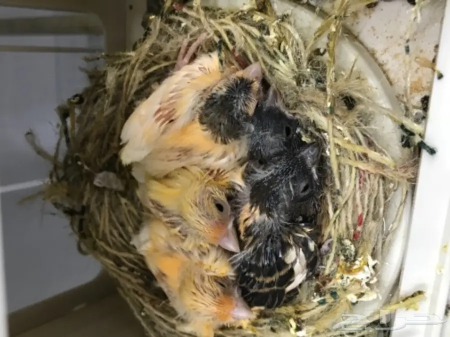 9 اجواز كناري سوري بفروخها (image 11)