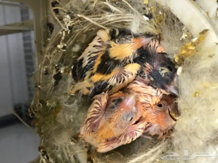 9 اجواز كناري سوري بفروخها (image 12)