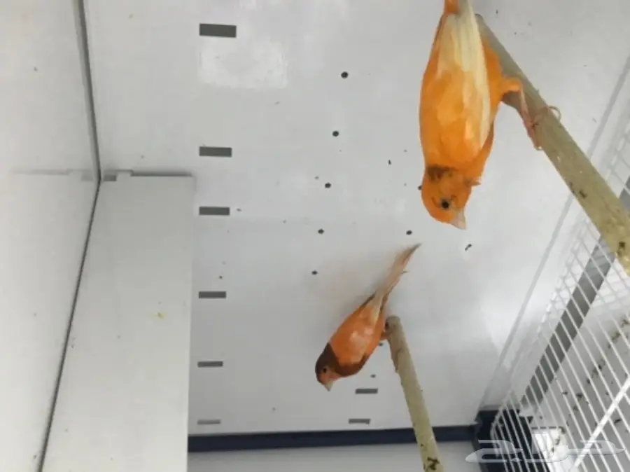 9 اجواز كناري سوري بفروخها (image 13)