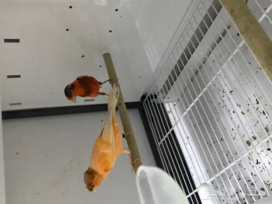 9 اجواز كناري سوري بفروخها (image 14)