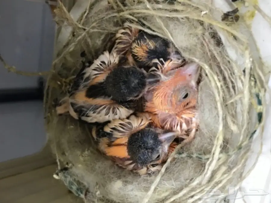 9 اجواز كناري سوري بفروخها (image 15)