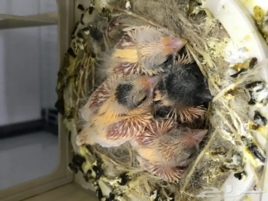 9 اجواز كناري سوري بفروخها (image 16)