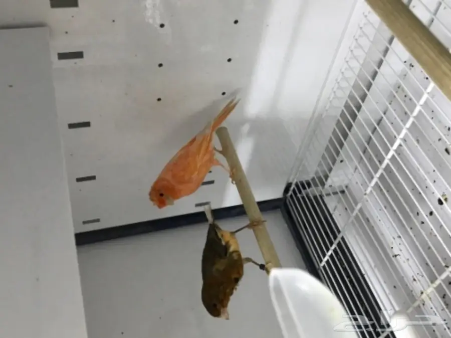 9 اجواز كناري سوري بفروخها (image 17)